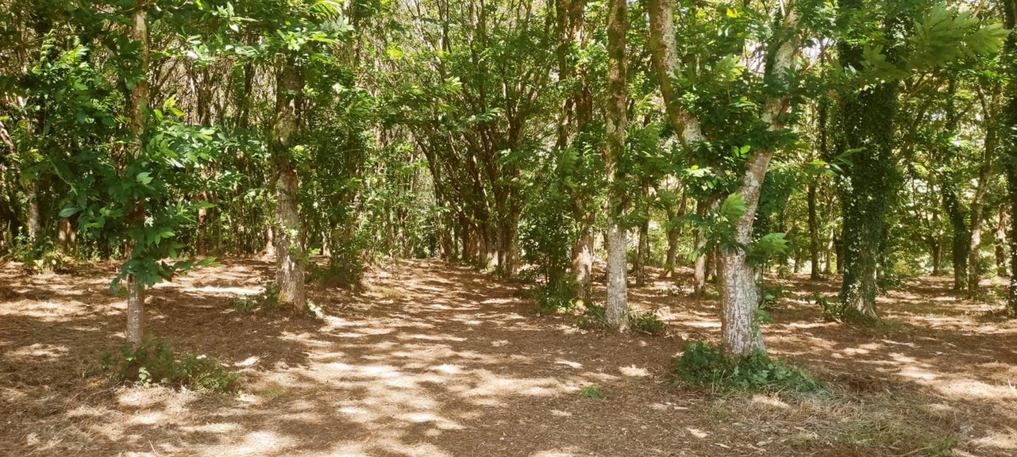 فيلا A Casa Do Souto, Santiago De Compostela سيغويرو المظهر الخارجي الصورة